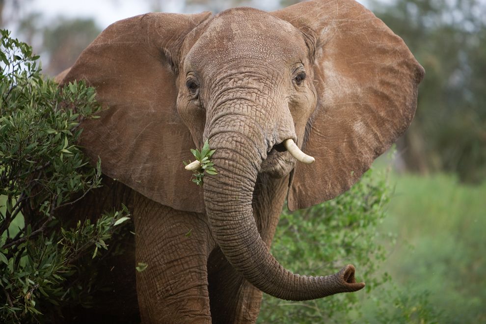 forest-elephant-interactions